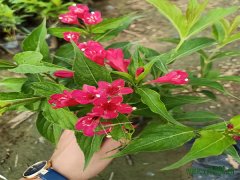 紅王子錦帶 紅王子錦帶