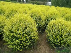 金葉女貞球 金葉女貞球