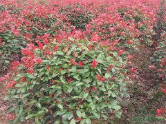 紅葉石楠球 紅葉石楠球