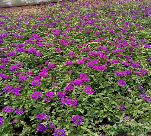 美女櫻種子如何種植？美女櫻養護要點介紹