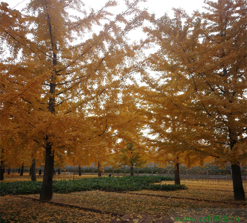 銀杏全年養護管理要注意哪些細節