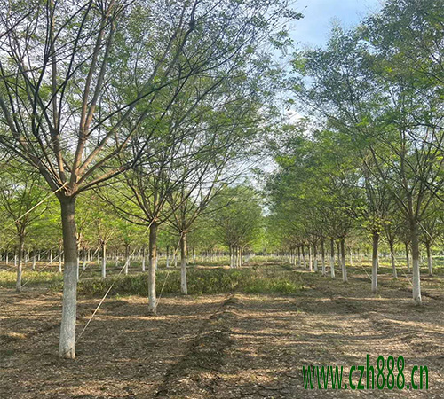 槐樹的種類有哪些？