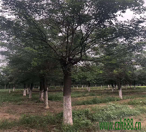 國槐什麼時候種植比較好？