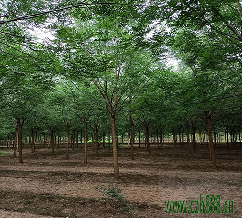 國槐什麼時候種植比較好？