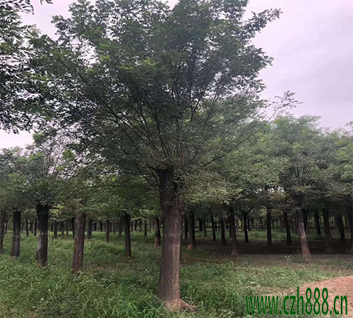 國槐什麼時候種植比較好？