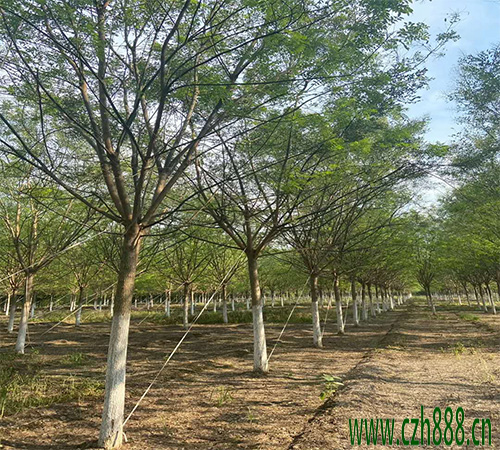 國槐的種類有哪些 槐樹的分類介紹