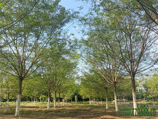 國槐的種類有哪些 槐樹的分類介紹