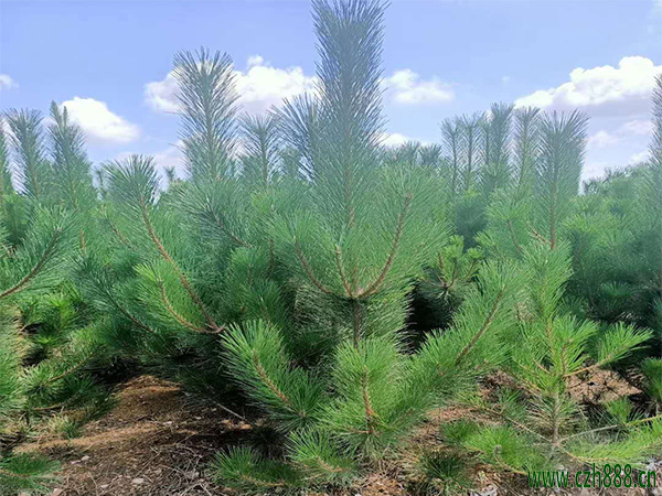 黑鬆盆景的維護技巧 黑鬆如何澆水？