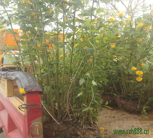 養植棣棠的注意事項有哪些？ 棣棠澆水要分季節