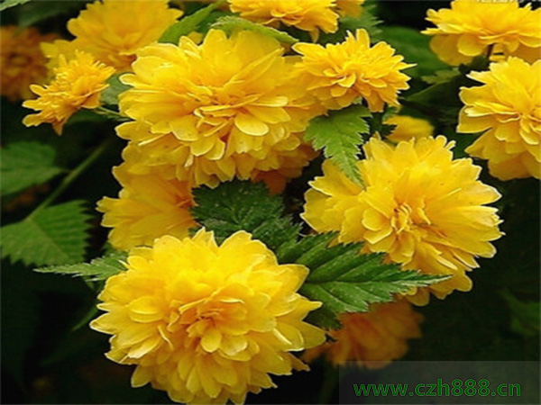 養植棣棠的注意事項有哪些？ 棣棠澆水要分季節