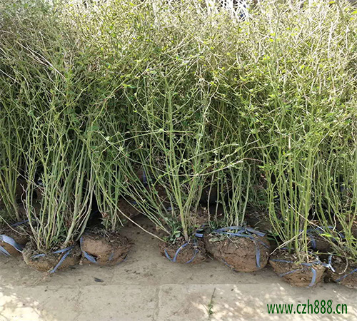 養植棣棠的注意事項有哪些？ 棣棠澆水要分季節