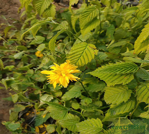 養植棣棠的注意事項有哪些？ 棣棠澆水要分季節
