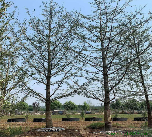 銀杏對生長環境有什麼要求？ 銀杏有什麼特點？