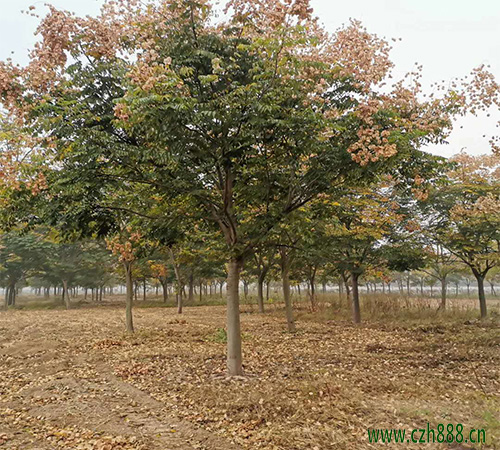 欒樹種子適合什麼時間育苗？ 欒樹種子如何育苗？