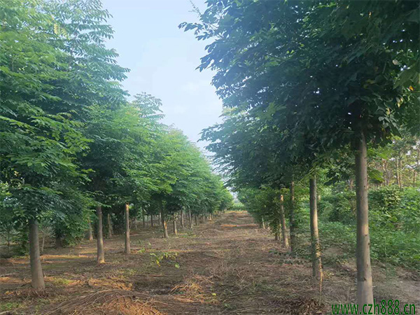 欒樹種子適合什麼時間育苗？ 欒樹種子如何育苗？