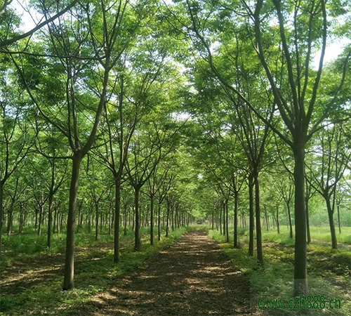 欒樹種子適合什麼時間育苗？ 欒樹種子如何育苗？