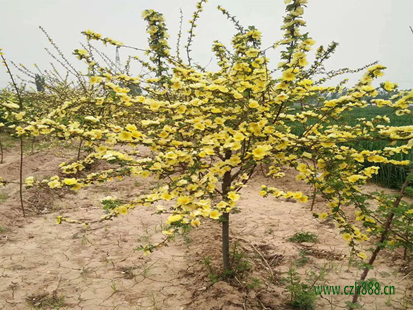 黃刺玫如何種植？ 黃刺玫的種植方法詳解