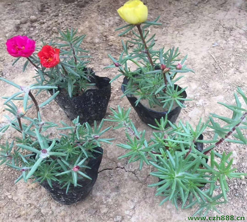 半枝蓮如何種植？ 半枝蓮種子如何種植？