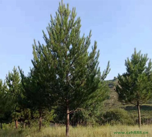 油鬆的生長習性是怎樣的？ 油鬆生長特征