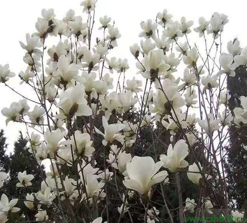 冬季如何繁育玉蘭？看看這些方法