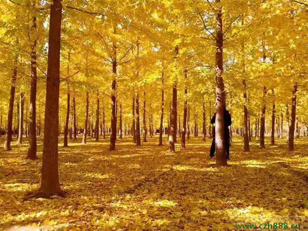 銀杏養殖方法介紹，一起看看這些細節