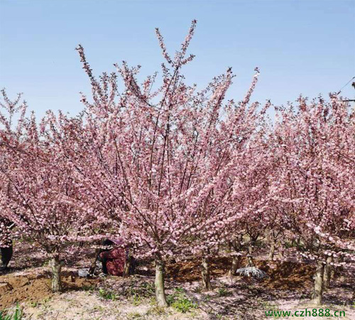 榆葉梅和梅花有哪些區別？