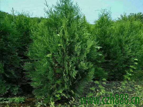 2024側柏的養殖方法，一起來看看