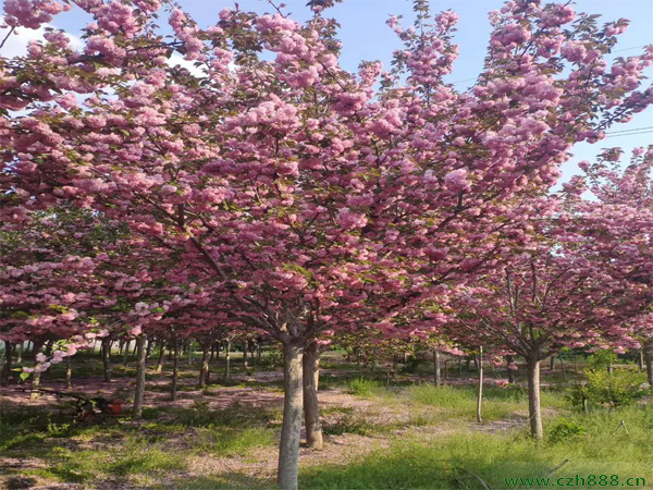 晚櫻和吉野櫻花如何區別？ 晚櫻的基本特征