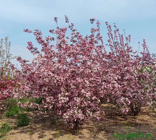 叢生海棠的種植方法和注意事項  叢生海棠的病蟲害防治