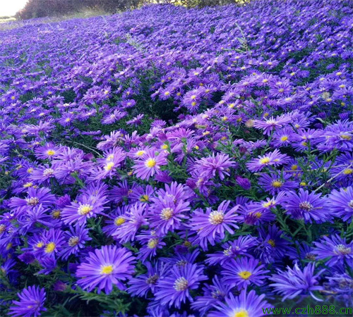 怎麼養好荷蘭菊？ 荷蘭菊養植的建議