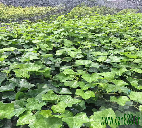 常青藤插枝能不能活？看看這些細節