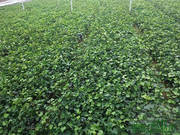 常青藤插枝能不能活？看看這些細節