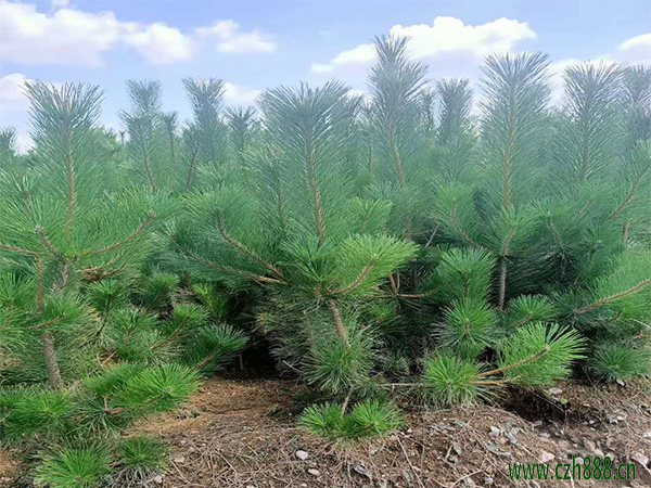 黑鬆生長速度快慢 一年能長多少