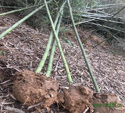 雷竹養植方法詳細介紹 雷竹養植要按時修剪