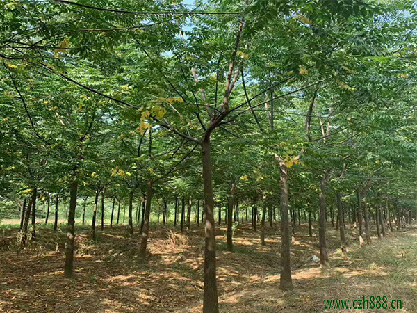 苦楝樹一年中什麼季節開花?