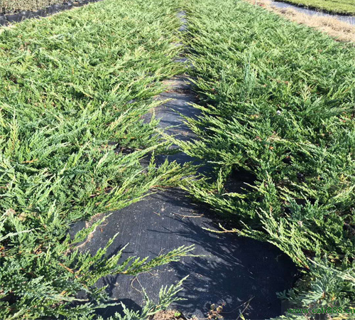 鋪地柏如何培育？ 鋪地柏的培育留心事項