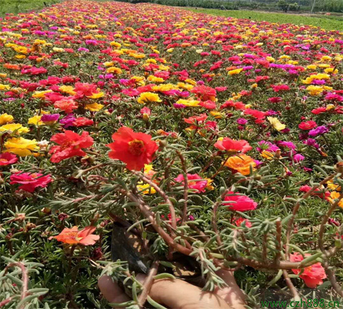 半枝蓮的養植方法 半枝蓮如何繁衍？