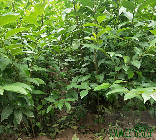 大葉女貞修剪方法有哪些？ 大葉女貞修剪注意事項