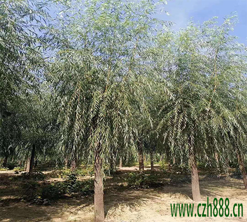 柳樹的速生培養技能 柳樹培養的留心事項