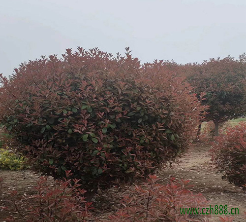 紅葉石楠扡插在什麼季節進行？ 紅葉石楠扡插後的管理