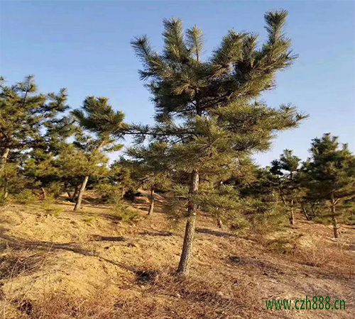 黑鬆盆景冬季該如何養護？ 黑鬆盆景的養護方法