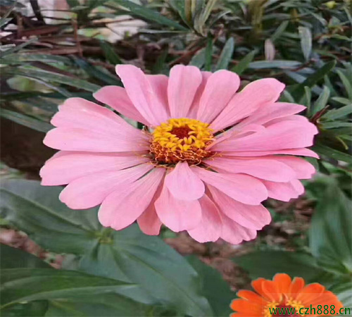 百日草一般什麼時候種植比較好？